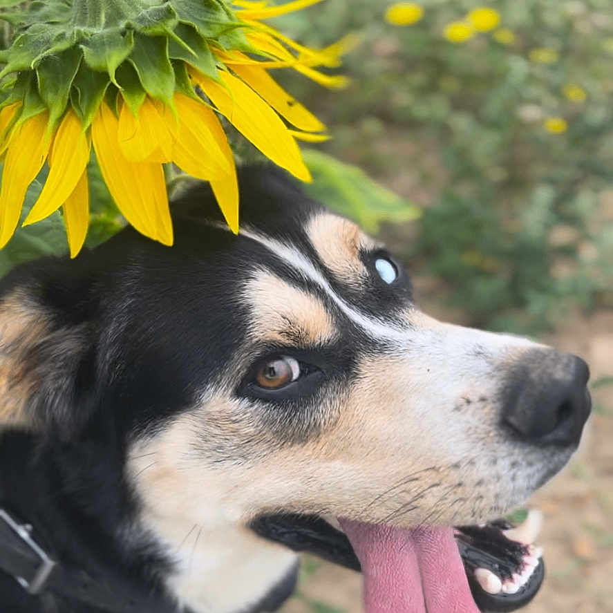 Ultra participe au concours pour gagner de l'argent avec cette photo : animal, appenzeller, beagle, bodypart, canine, daisy, dog, flower, herbal, hound, husky, labradorretriever, mouth, person, pet, petal, plant, puppy, sunflower, tongue