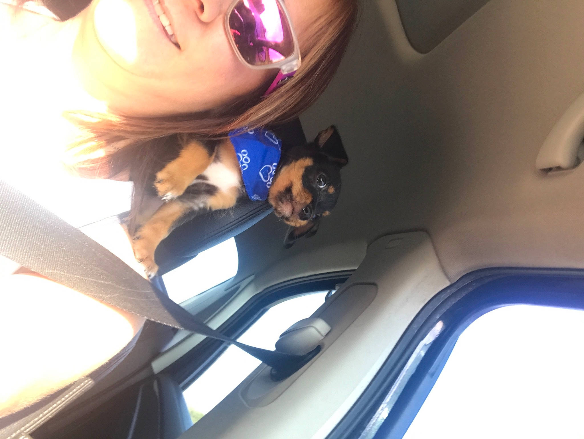 Nico joined the competition — help win amazing prizes! auto_part, automotive_design, automotive_exterior, car, car_seat, car_seat_cover, carnivore, comfort, dog, eyewear, glasses, head_restraint, light, motor_vehicle, personal_luxury_car, smile, sunglasses, vehicle, vehicle_door, vision_care