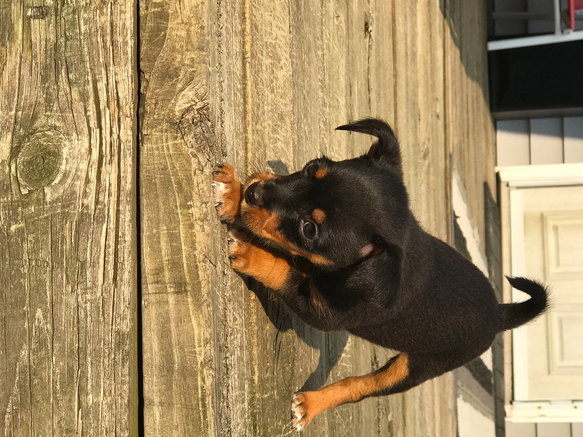 Nico is registered to the contest to win money with this photo: canidae, carnivore, claw, companion_dog, dog, dog_breed, fawn, fur, guard_dog, paw, pinscher, snout, sporting_group, tail, terrestrial_animal, trunk, window, wood, working_animal, working_dog