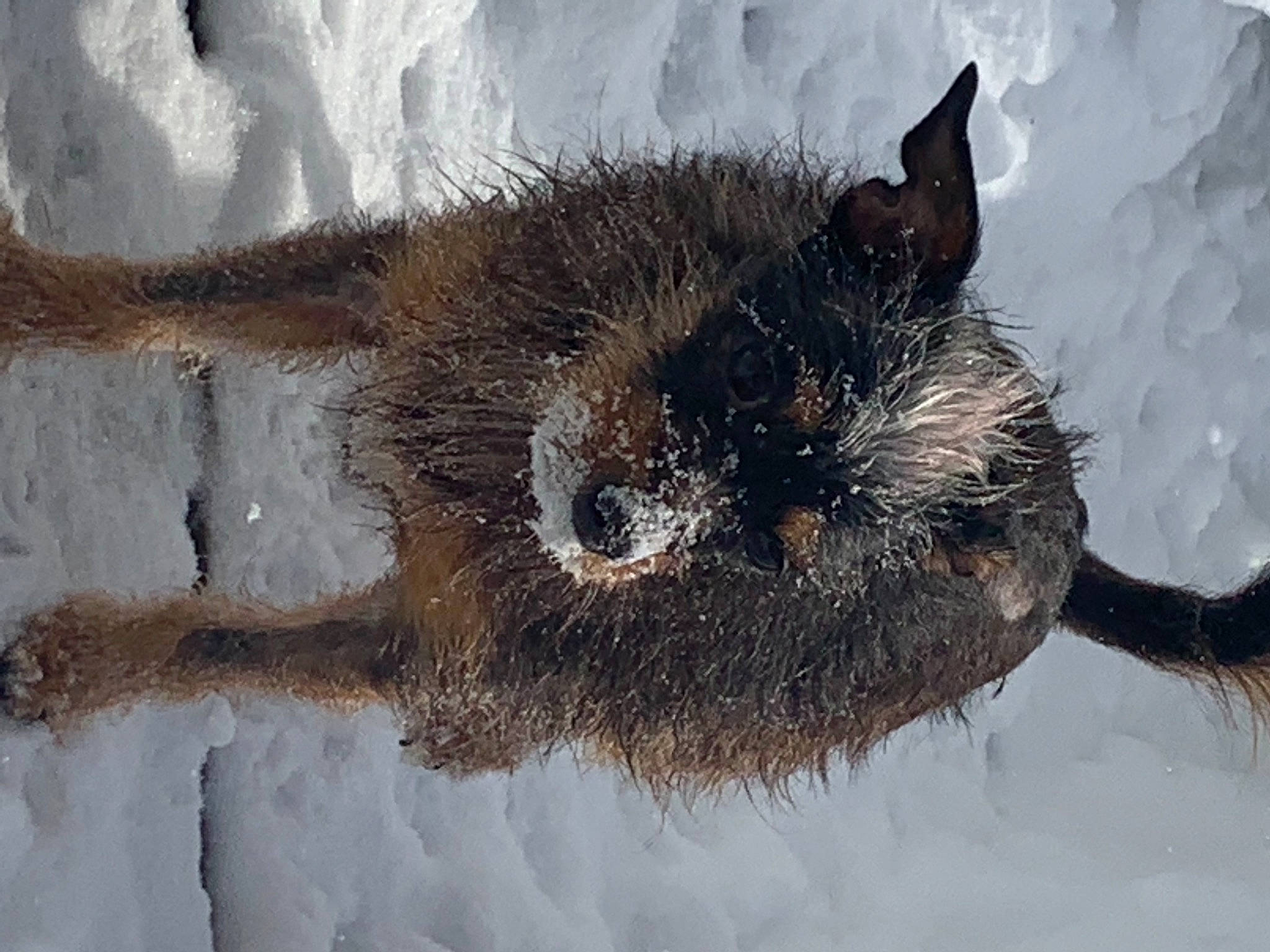 Nico joined the competition — help win amazing prizes! arthropod, canidae, carnivore, cat, claw, dog_breed, freezing, fur, invertebrate, liver, paw, snout, snow, sporting_group, tail, terrestrial_animal, twig, whiskers, winter
