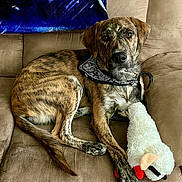 Banjo joined the competition — help win amazing prizes! dog, brindle_coat, bandana, plush_toy, couch, indoor, pet, animal, relaxed, brown, white, black, furniture, toy, canine, domestic_animal, looking_at_camera, snout, ears, tail