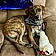 Banjo