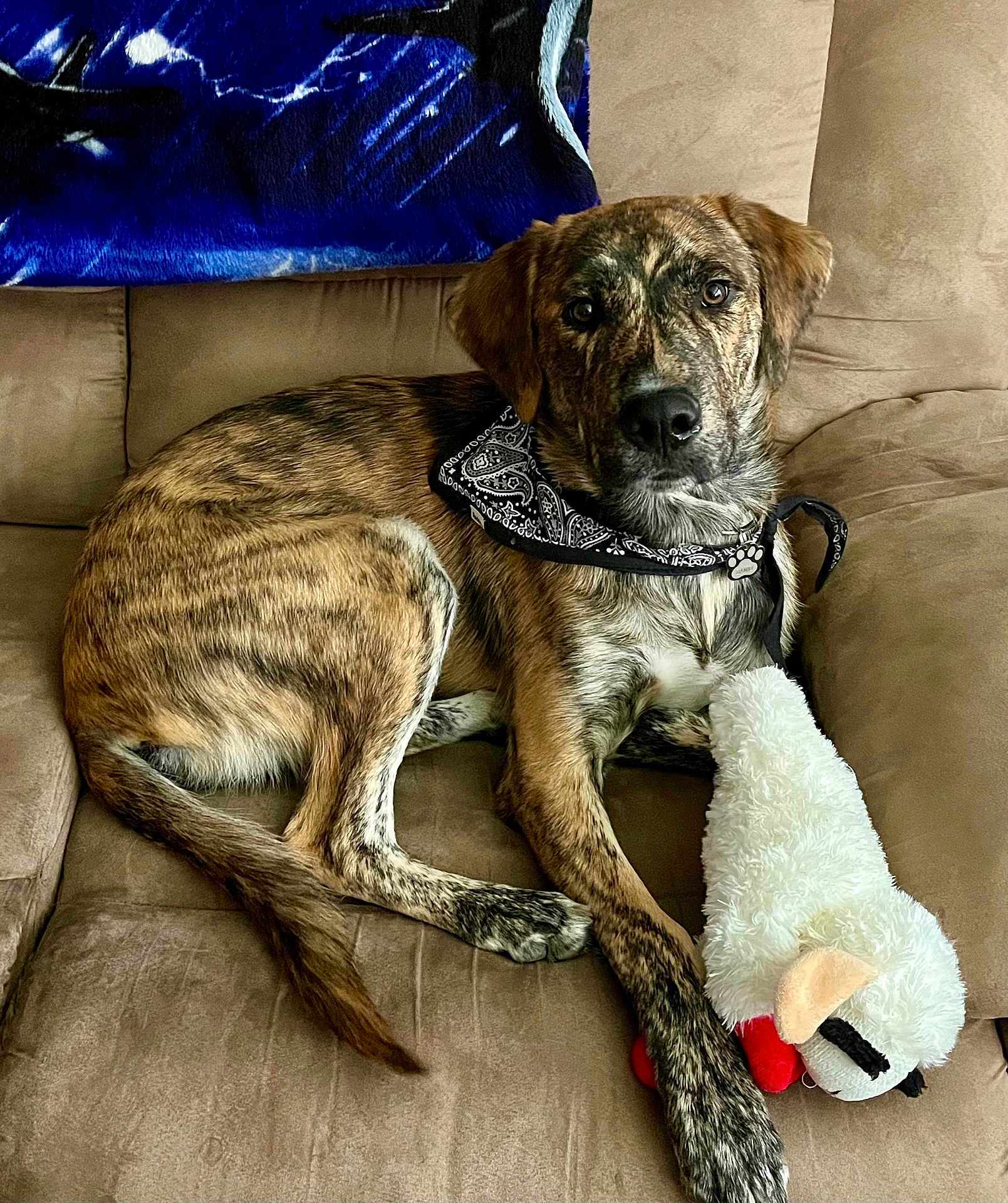 Banjo