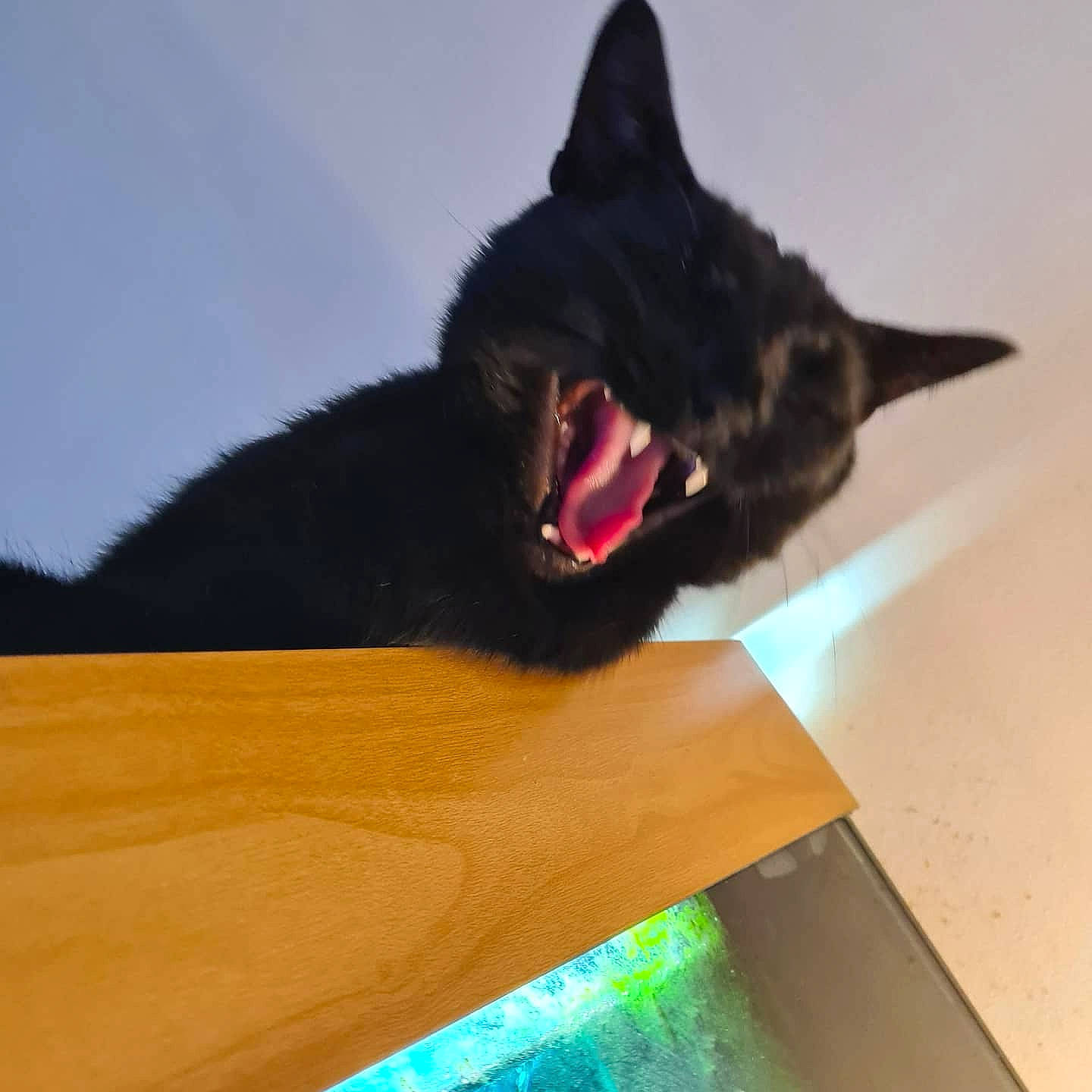 Marlon joined the competition — help win amazing prizes! black_cat, bombay, carnivore, cat, felidae, small_to_medium_sized_cats, tail, whiskers