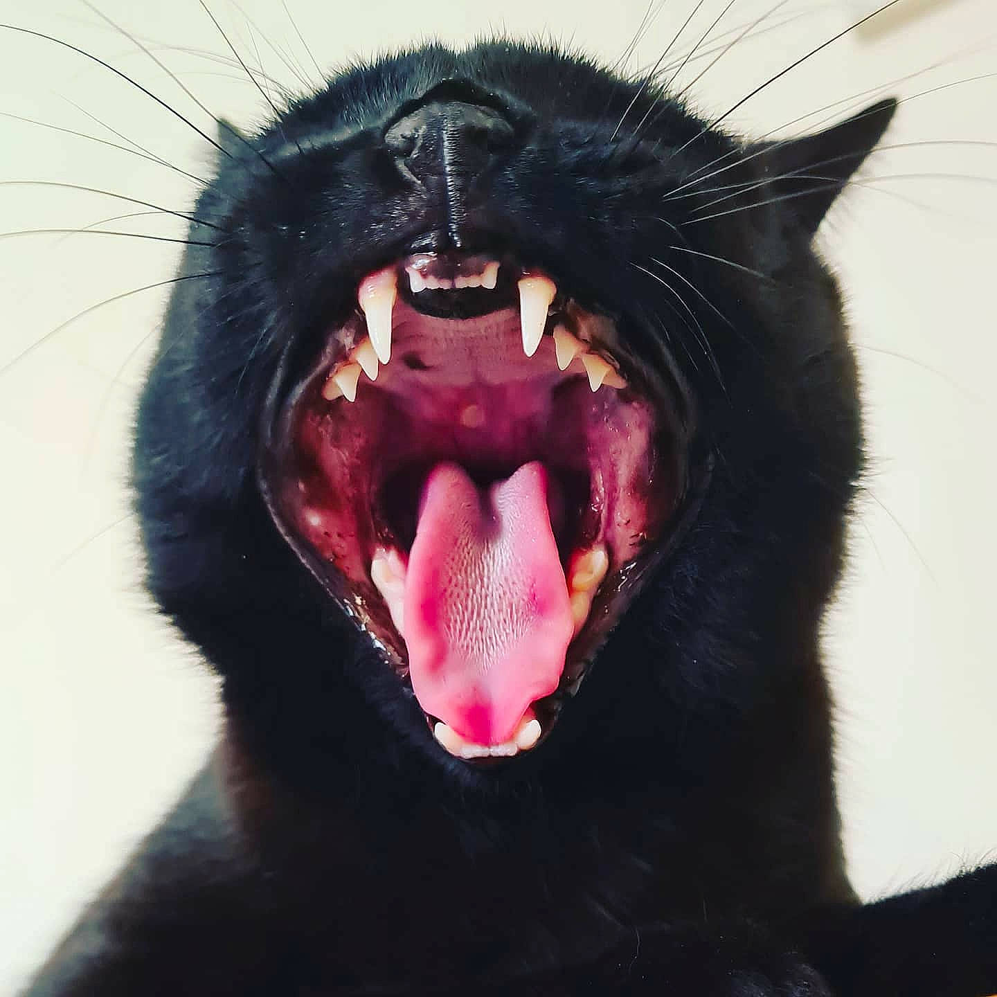 Marlon joined the competition — help win amazing prizes! canidae, carnivore, cat, close_up, eye, facial_expression, fang, felidae, human_body, jaw, mouth, nose, organ, roar, smile, snout, tongue, tooth, whiskers, yawn