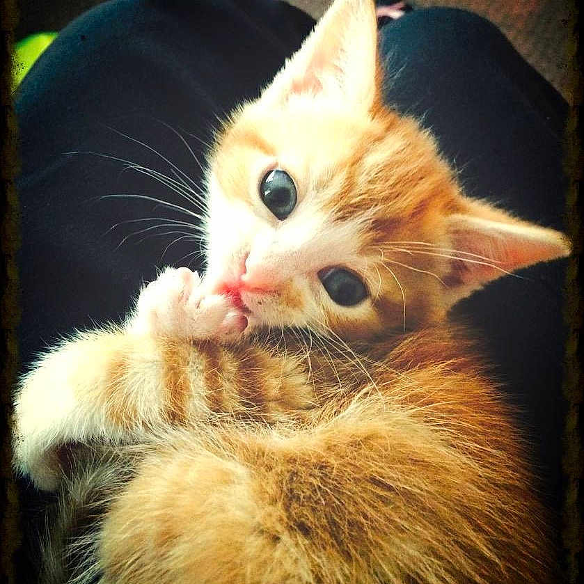 Mata