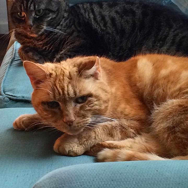 Jaffa And Milo joined the competition — help win amazing prizes!