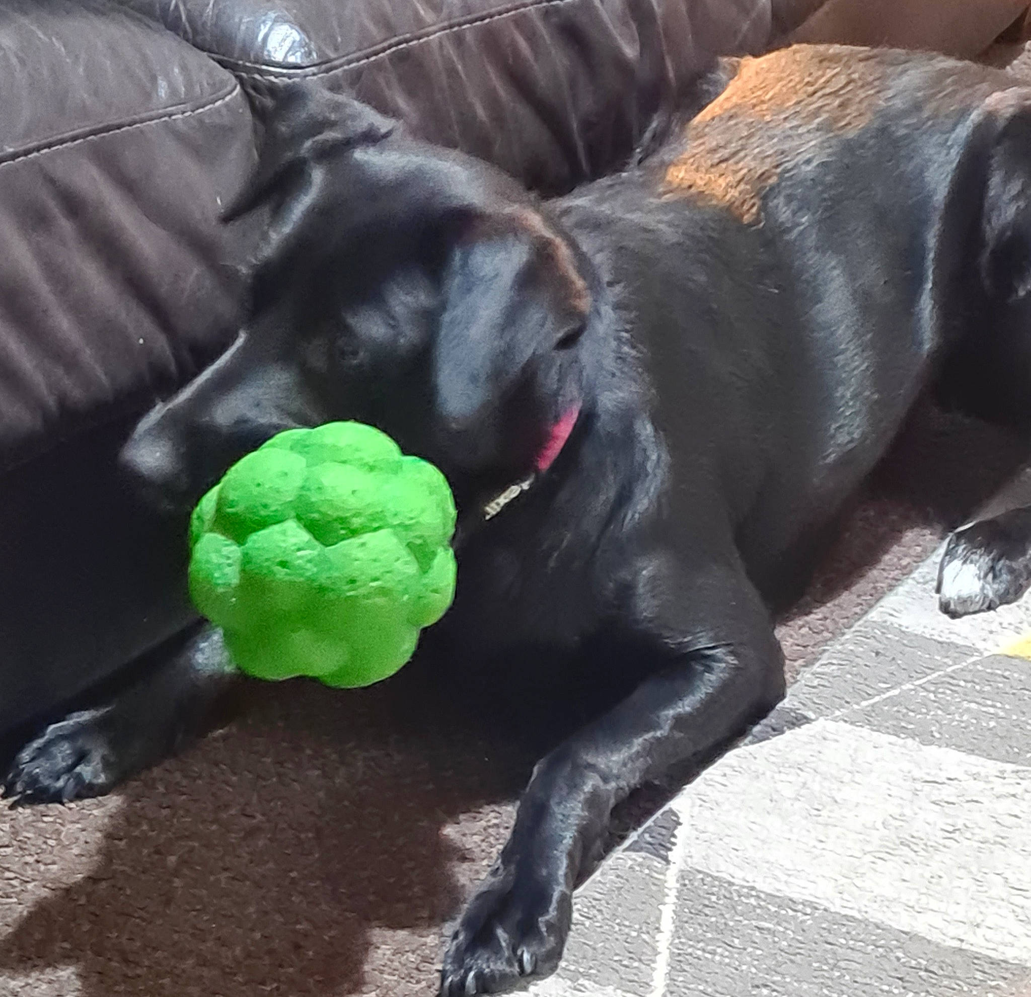 Millie joined the competition — help win amazing prizes! bandog, cane_corso, canidae, carnivore, companion_dog, dog, dog_breed, great_dane, guard_dog, labrador_retriever, snout, sporting_group, tail