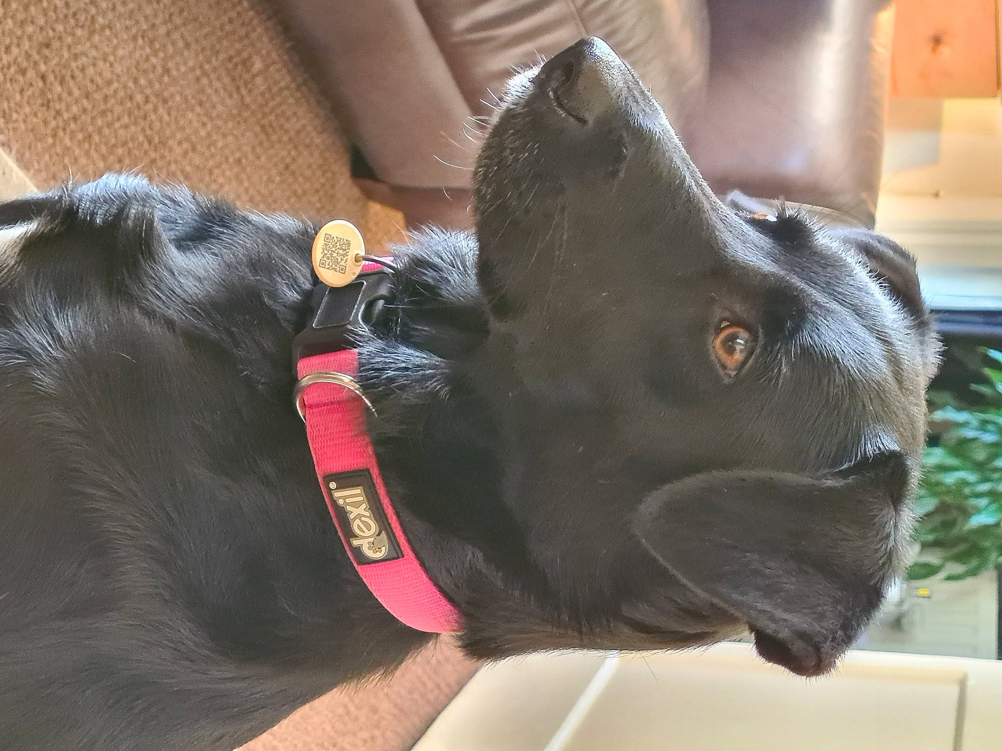 Millie is registered to the contest to win money with this photo: bovine, canidae, dog_breed, ear, flat_coated_retriever, snout, sporting_group, working_animal