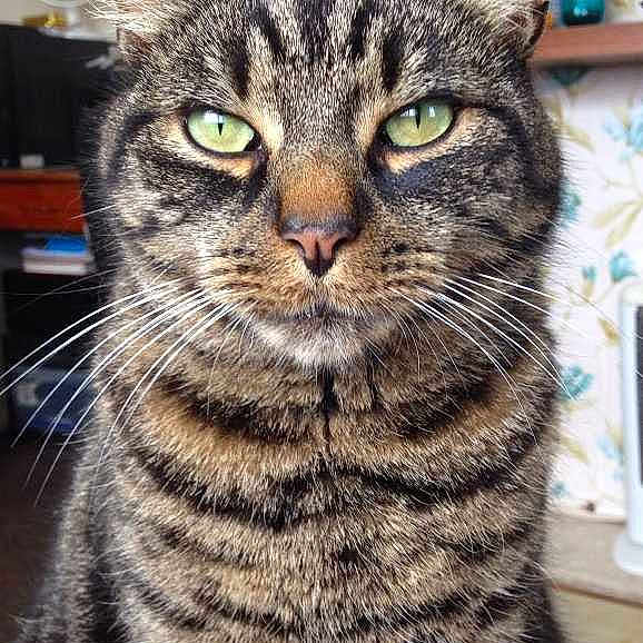 Milo