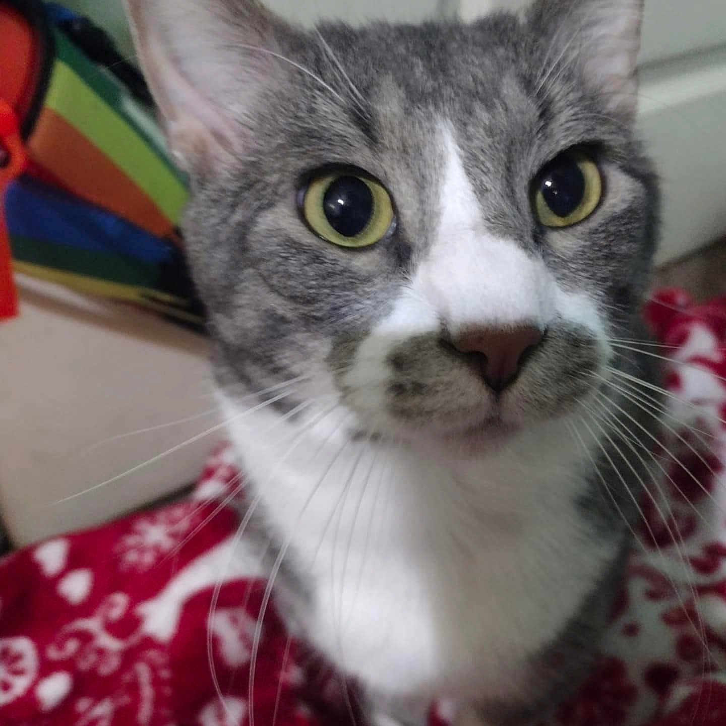 Shadow joined the competition — help win amazing prizes! animal, blanket, cat, close_up, cozy, curious, cute, domestic_cat, face, feline, fur, gray_cat, indoor, pattern, pet, portrait, soft_focus, whiskers, white_cat, yellow_eyes