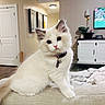 kitten, cat, white_cat, fluffy, collar, indoor, living_room, couch, pet, curious, cute, feline, young_cat, domestic_cat, house, furniture, decor, animal, portrait, soft
