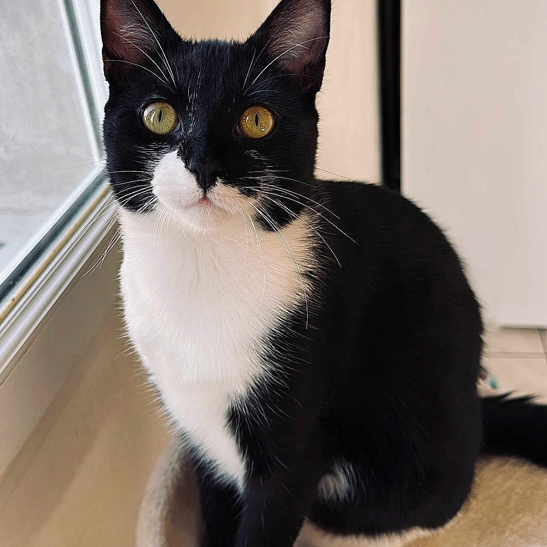 Oreo a rejoint le concours — aidez-le/la à gagner de superbes lots ! abyssinian, animal, blackcat, cat, kitten, manx, pet, siamese, window