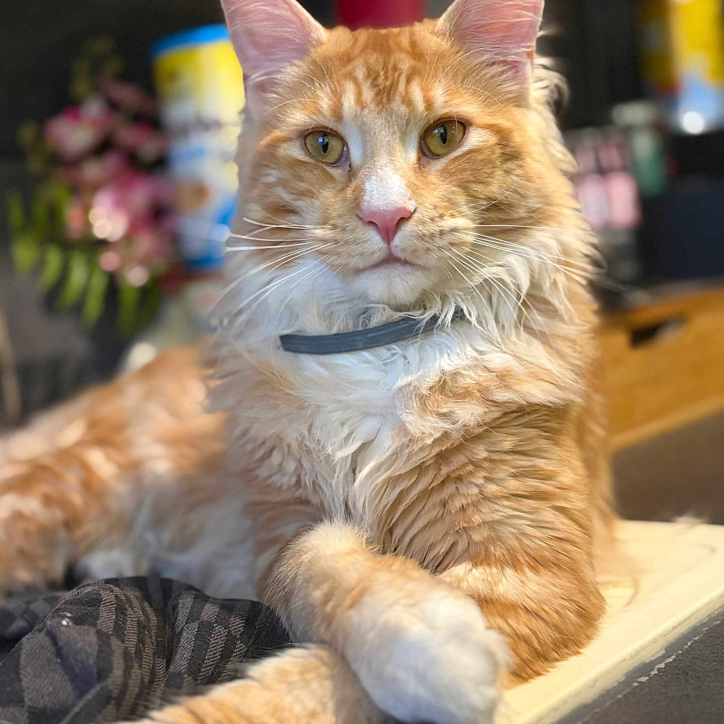 Zeus a rejoint le concours — aidez-le/la à gagner de superbes lots ! abyssinian, accessories, angora, animal, canine, cat, dog, flower, flowerarrangement, flowerbouquet, hardwood, kitten, manx, pet, plant, plywood, siamese, strap, wood