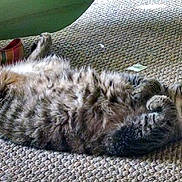 Rumble is registered to the contest to win money with this photo: