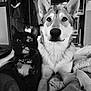 O'Luna a rejoint le concours — aidez-le/la à gagner de superbes lots ! black, black_and_white, czechoslovakian_wolfdog, dog, dog_breed, dog_breed_group, dog_like_mammal, east_siberian_laika, mammal, monochrome_photography, native_american_indian_dog, northern_inuit_dog, saarloos_wolfdog, sakhalin_husky, seppala_siberian_sleddog, siberian_husky, snout, tamaskan_dog, utonagan, wolfdog