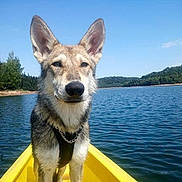 O'Luna participe au concours pour gagner de l'argent avec cette photo : carnivoran, czechoslovakian_wolfdog, dog, dog_breed, dog_breed_group, dog_like_mammal, native_american_indian_dog, northern_inuit_dog, saarloos_wolfdog, tamaskan_dog, utonagan, wolfdog