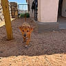 Dash is registered to the contest to win money with this photo: puppy, dog, outdoor, sand, building, post, stone_wall, fence, blue_sky, patio, sunlight, young_dog, walking, animal, pet, brown_dog, daylight, front_yard, curious, small_dog