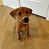 Dash joined the competition — help win amazing prizes! puppy, dog, brown, floor, tile_floor, indoor, pet, cute, animal, young_dog, sitting, looking_up, powder_on_nose, white_powder, door, wooden_floor, ears, whiskers, nose, eyes