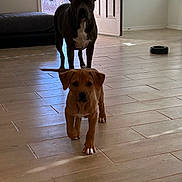 Dash is registered to the contest to win money with this photo: dog, puppy, indoor, tile_floor, open_door, window, natural_light, pet, animal, brown_dog, black_dog, white_markings, floor, room, home, curious, standing, two_dogs, domestic, canine