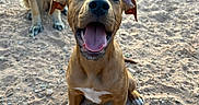 Dash is registered to the contest to win money with this photo: dog, puppy, happy, tongue_out, outdoor, sand, pet, animal, playful, excited, canine, brown_dog, close_up, cute, smiling, two_dogs, nature, sunlight, background, friendship
