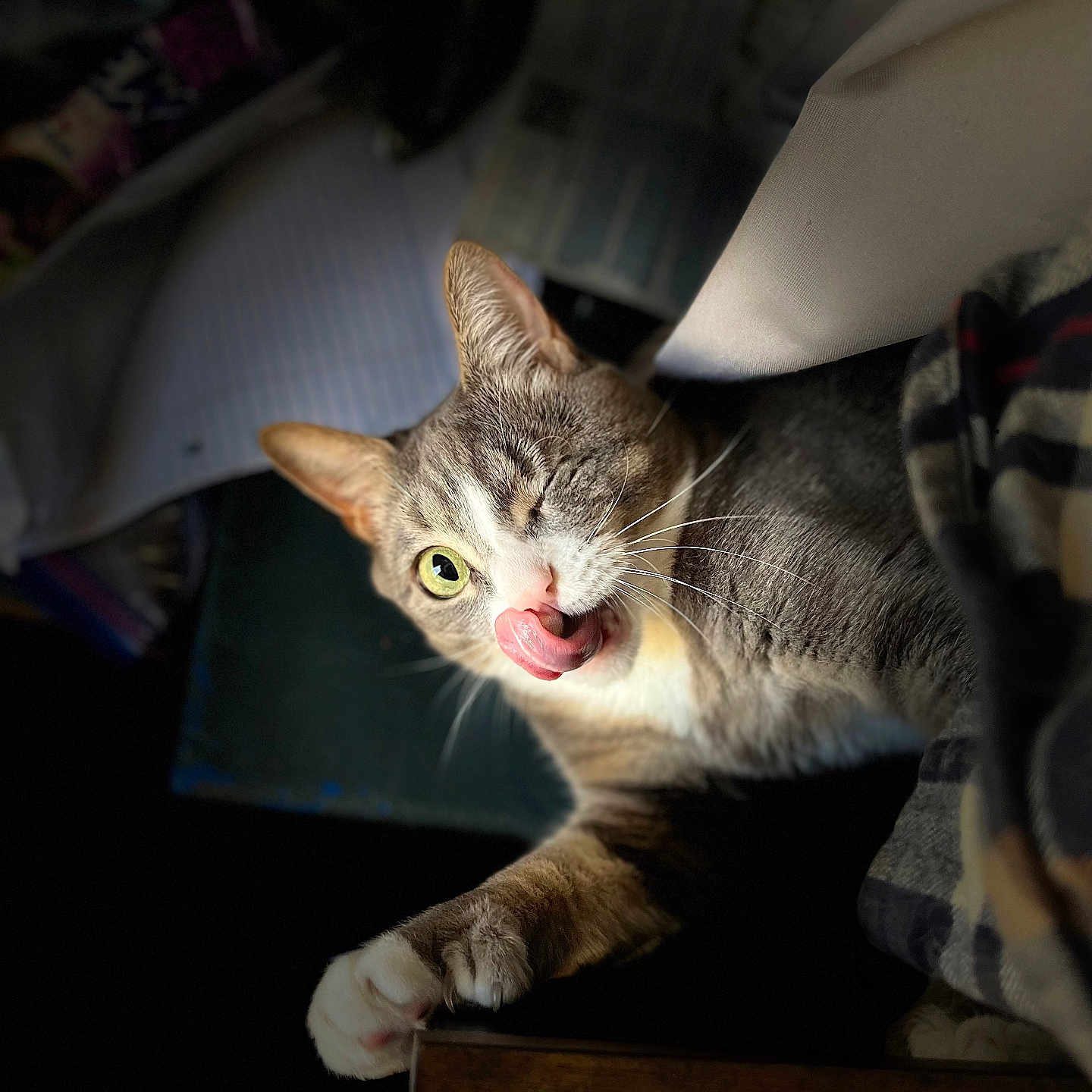 Athena is registered to the contest to win money with this photo: abyssinian, animal, bodypart, box, cat, computer, couch, electronics, furniture, kitten, laptop, manx, mouth, pc, person, pet, siamese, tongue