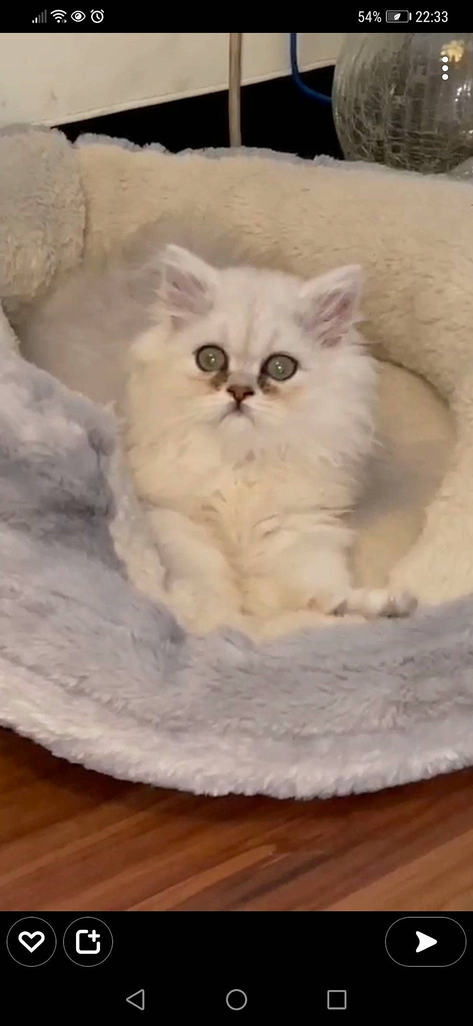 Simba joined the competition — help win amazing prizes! carnivore, cat, comfort, fawn, felidae, fur, hardwood, natural_material, small_to_medium_sized_cats, snout, terrestrial_animal, whiskers, white, wood