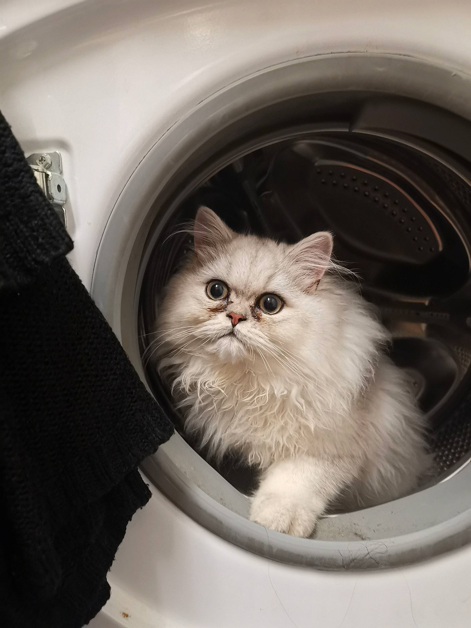 Simba joined the competition — help win amazing prizes! bag, box, british_longhair, carnivore, cat, comfort, felidae, fur, grey, monochrome, monochrome_photography, persian, ragdoll, sitting, small_to_medium_sized_cats, snout, terrestrial_animal, whiskers