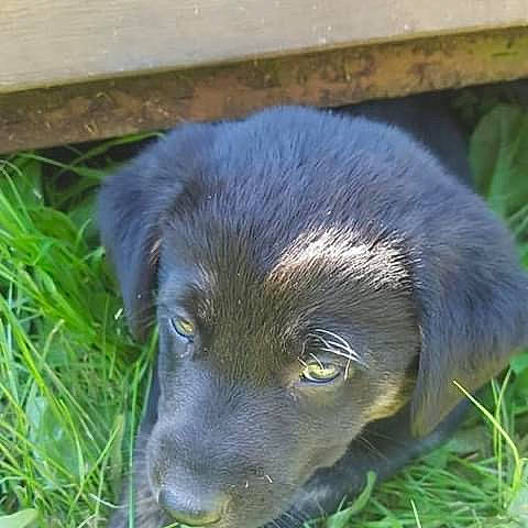 Grizzly joined the competition — help win amazing prizes! borador, canidae, carnivore, companion_dog, dog, dog_breed, fur, grass, gun_dog, hunting_dog, liver, plant, puppy, sedge_family, sporting_group, terrestrial_animal, whiskers, working_animal