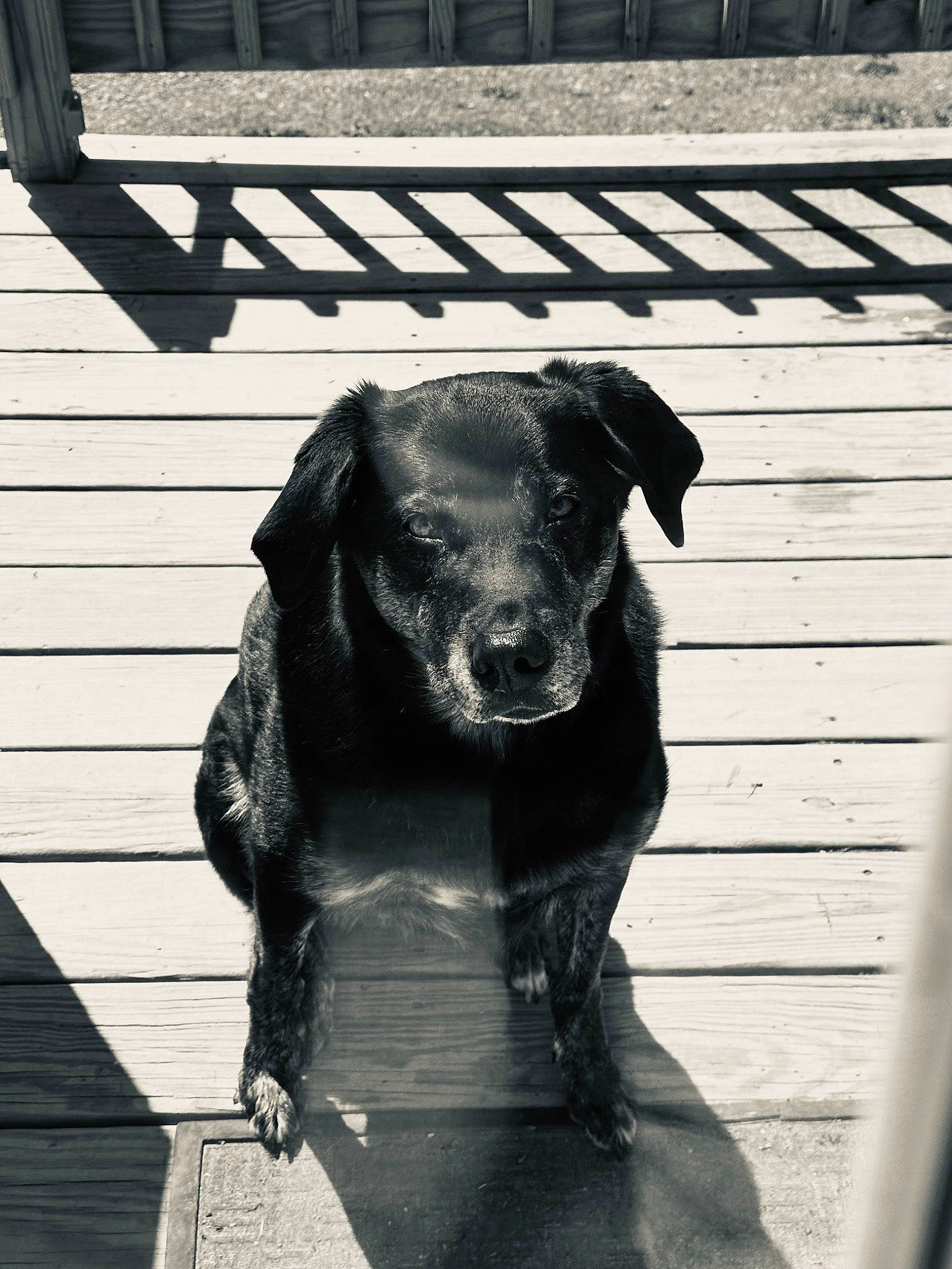 Grizzly joined the competition — help win amazing prizes! black, black_and_white, carnivore, companion_dog, dog, dog_breed, dog_collar, dress, fur, grey, liver, monochrome, monochrome_photography, retriever, snout, style, tints_and_shades, white, wood, working_animal