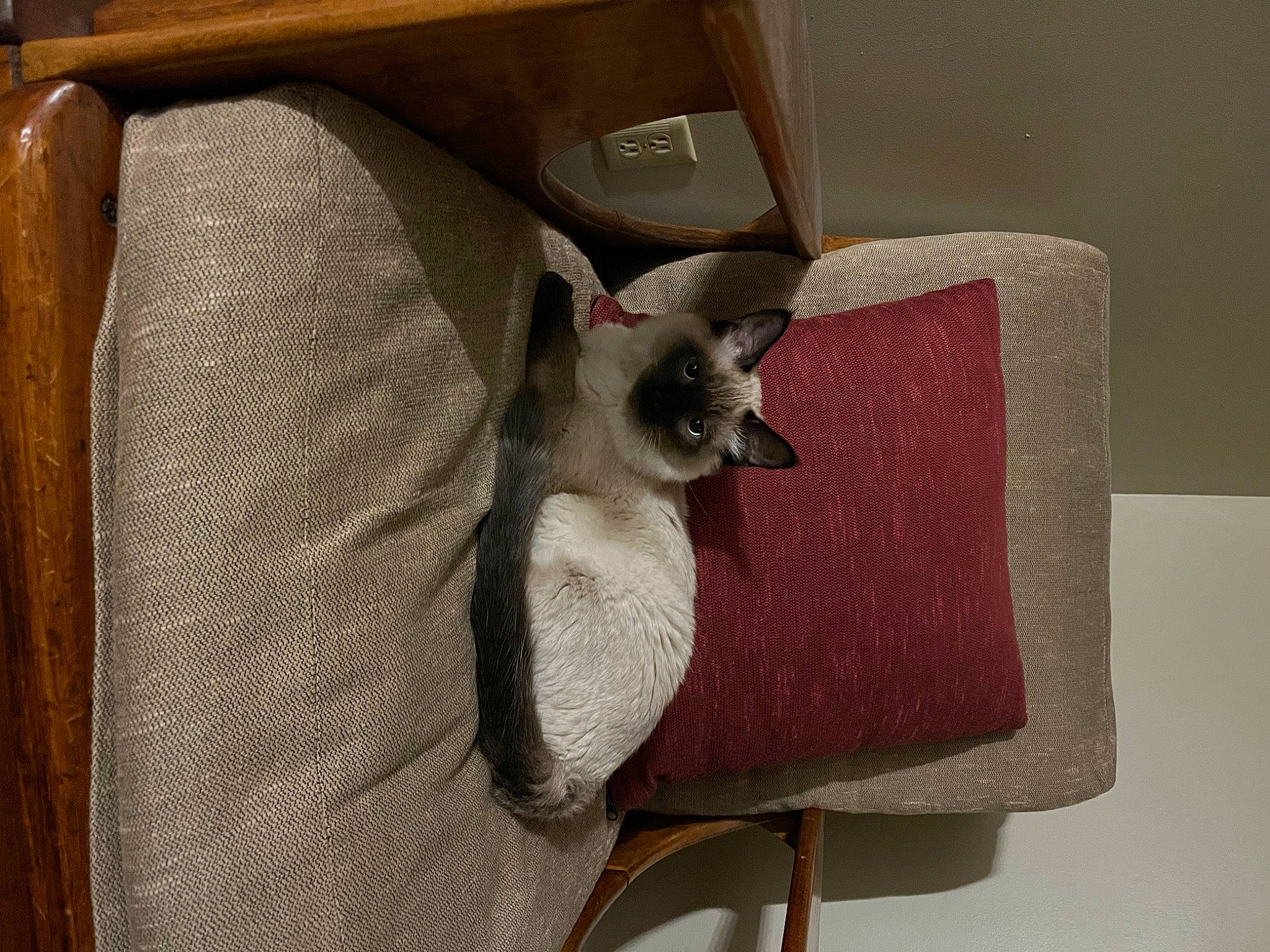 Milo is registered to the contest to win money with this photo: bag, canidae, carnivore, chair, comfort, companion_dog, dog, dog_breed, dog_supply, fawn, felidae, fur, grey, metal, small_to_medium_sized_cats, tail, toy_dog, whiskers, working_animal