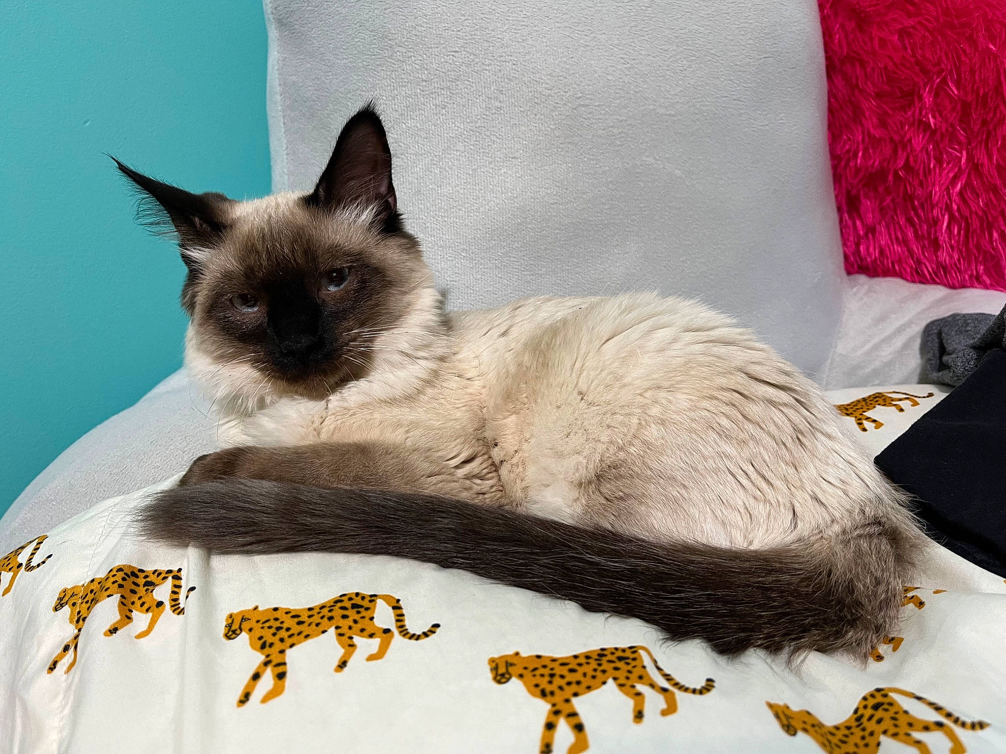 Milo is registered to the contest to win money with this photo: balinese, carnivore, cat, cat_supply, claw, comfort, domestic_short_haired_cat, fawn, felidae, fur, linens, nap, paw, pet_supply, siamese, small_to_medium_sized_cats, snout, tail, terrestrial_animal, whiskers