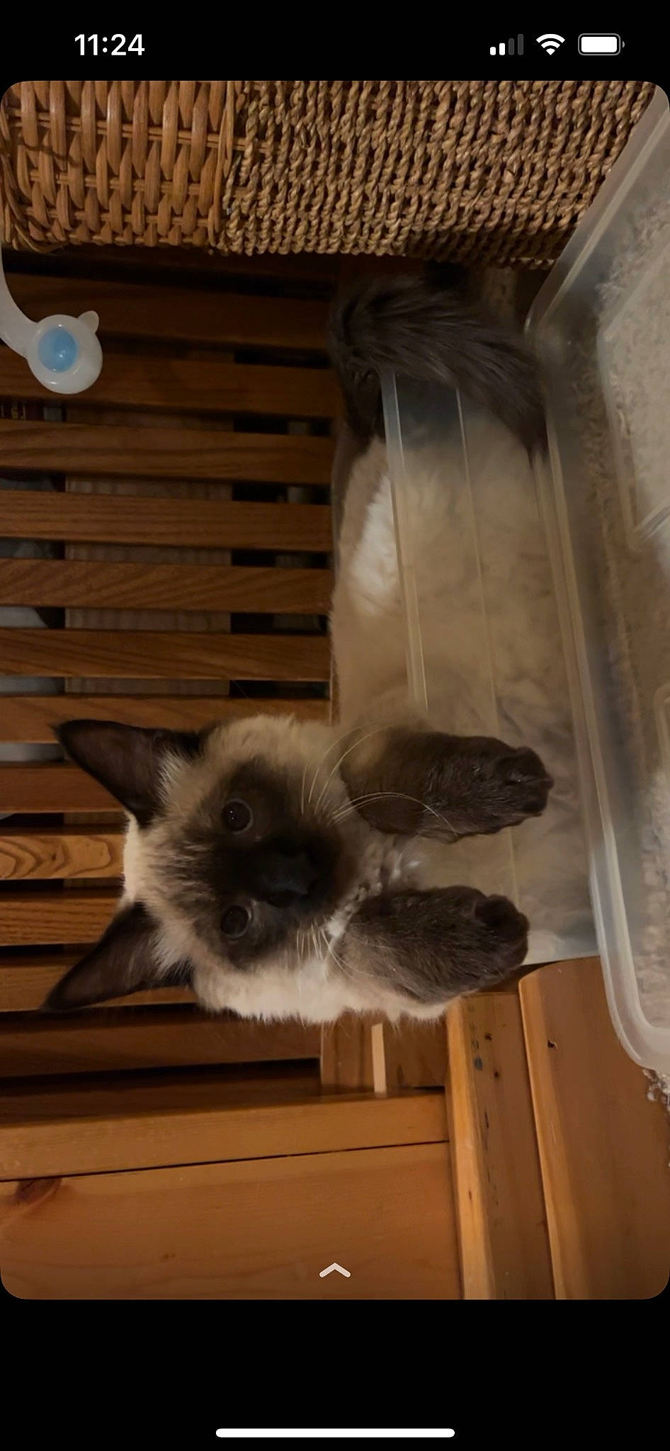 Milo is registered to the contest to win money with this photo: balinese, birman, carnivore, cat, fawn, felidae, flooring, fur, grey, hardwood, porch, ragdoll, room, siamese, small_to_medium_sized_cats, tail, whiskers, window, wood