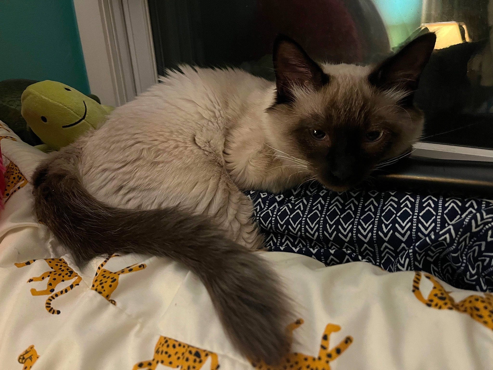 Milo is registered to the contest to win money with this photo: balinese, bed, carnivore, cat, cat_bed, cat_supply, claw, comfort, domestic_short_haired_cat, fawn, felidae, fur, linens, paw, siamese, small_to_medium_sized_cats, snout, tail, thai, whiskers