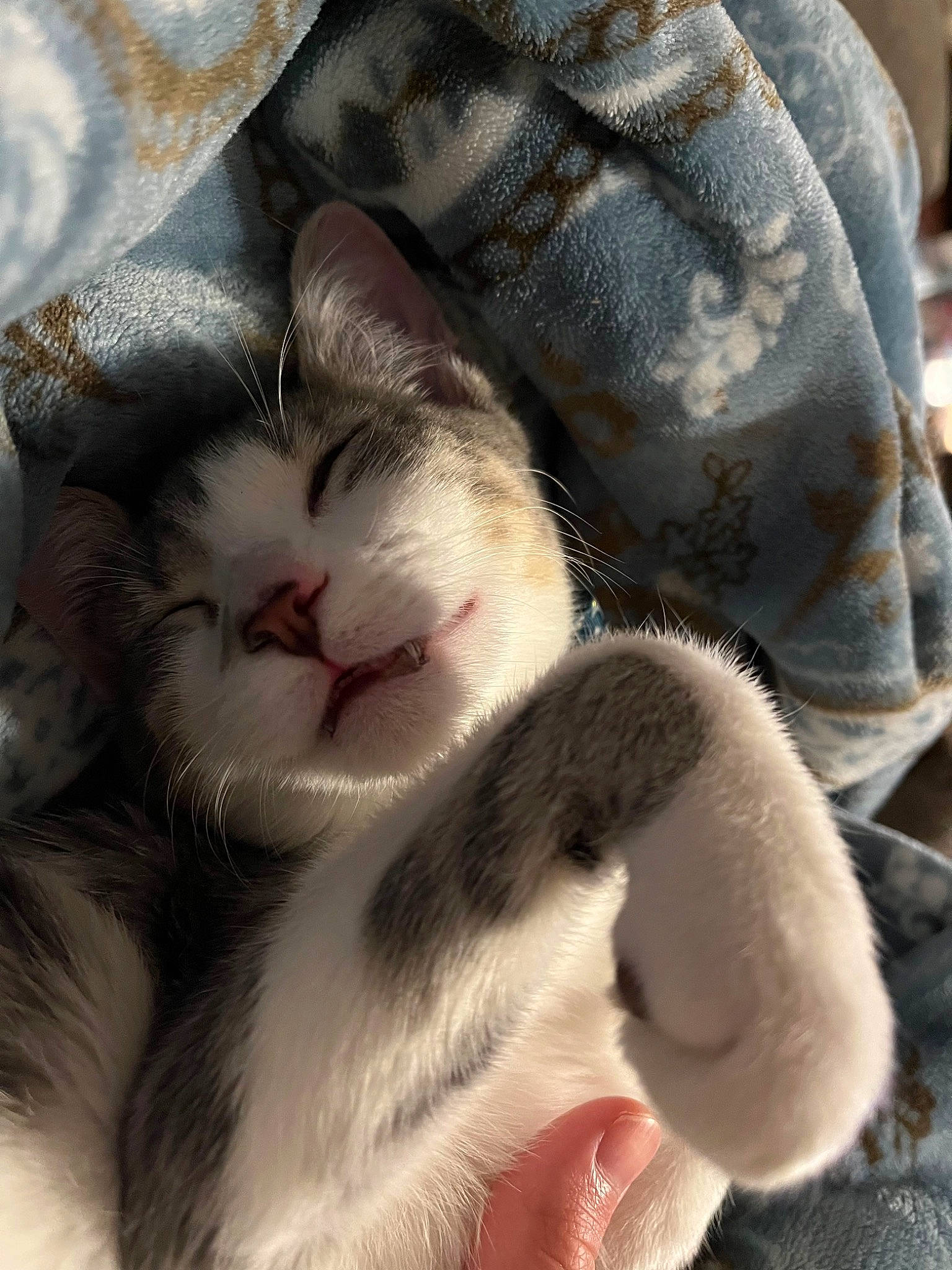 Cas joined the competition — help win amazing prizes! carnivore, cat, comfort, domestic_short_haired_cat, felidae, fur, pattern, paw, small_to_medium_sized_cats, snout, tail, whiskers