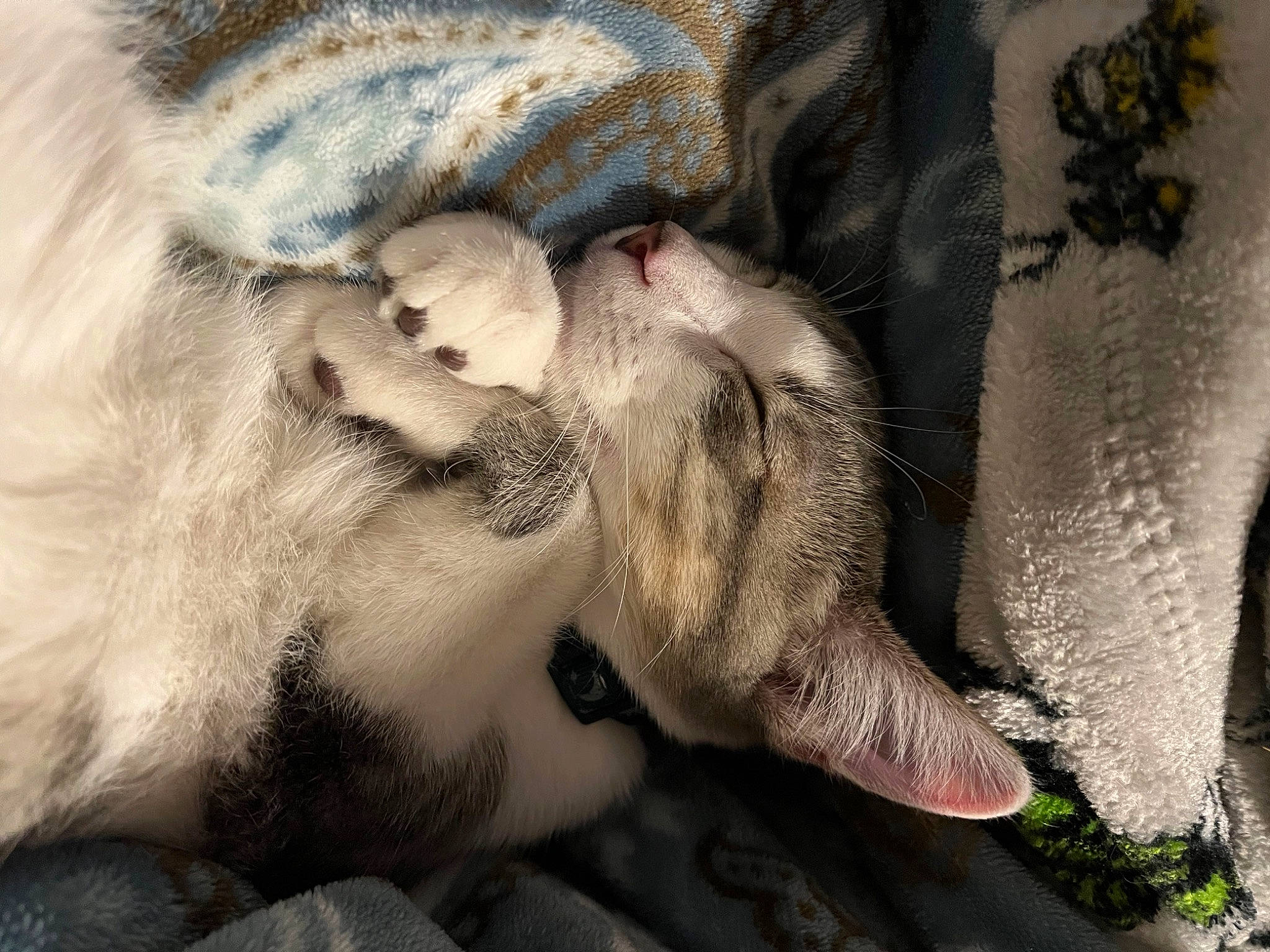 Cas joined the competition — help win amazing prizes! claw, comfort, domestic_short_haired_cat, elephant, fawn, felidae, fur, grass, grey, human_leg, indian_elephant, nail, paw, plant, small_to_medium_sized_cats, snout, terrestrial_animal, whiskers, working_animal, wrinkle