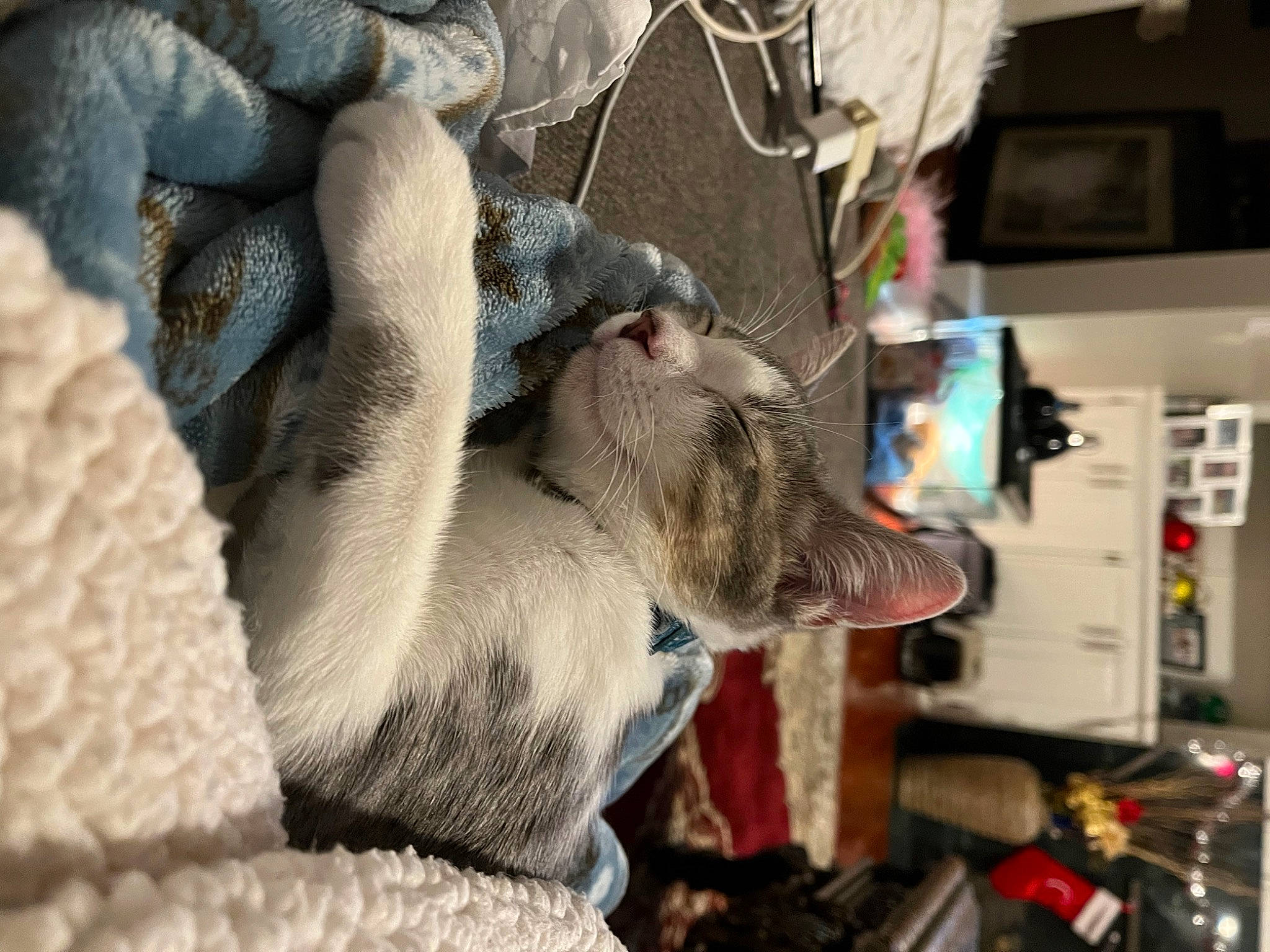 Cas joined the competition — help win amazing prizes! art, craft, domestic_short_haired_cat, fawn, fur, gunny_sack, machine, pattern, snout, thread, wool, woolen, working_animal, woven_fabric