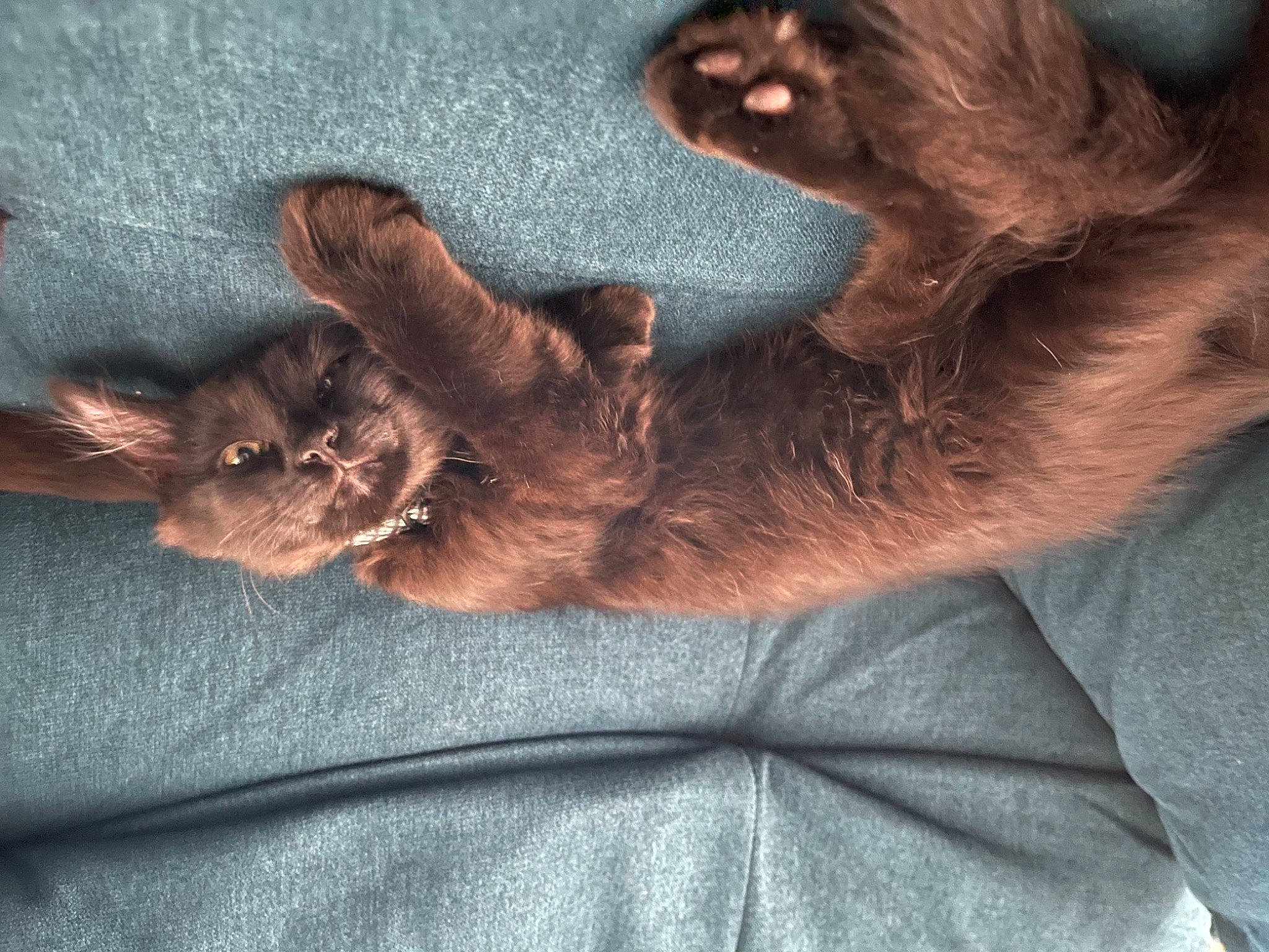 Boston joined the competition — help win amazing prizes! canidae, carnivore, cat, comfort, dog_breed, fawn, felidae, fur, liver, small_to_medium_sized_cats, snout, vertebrate, whiskers, working_animal