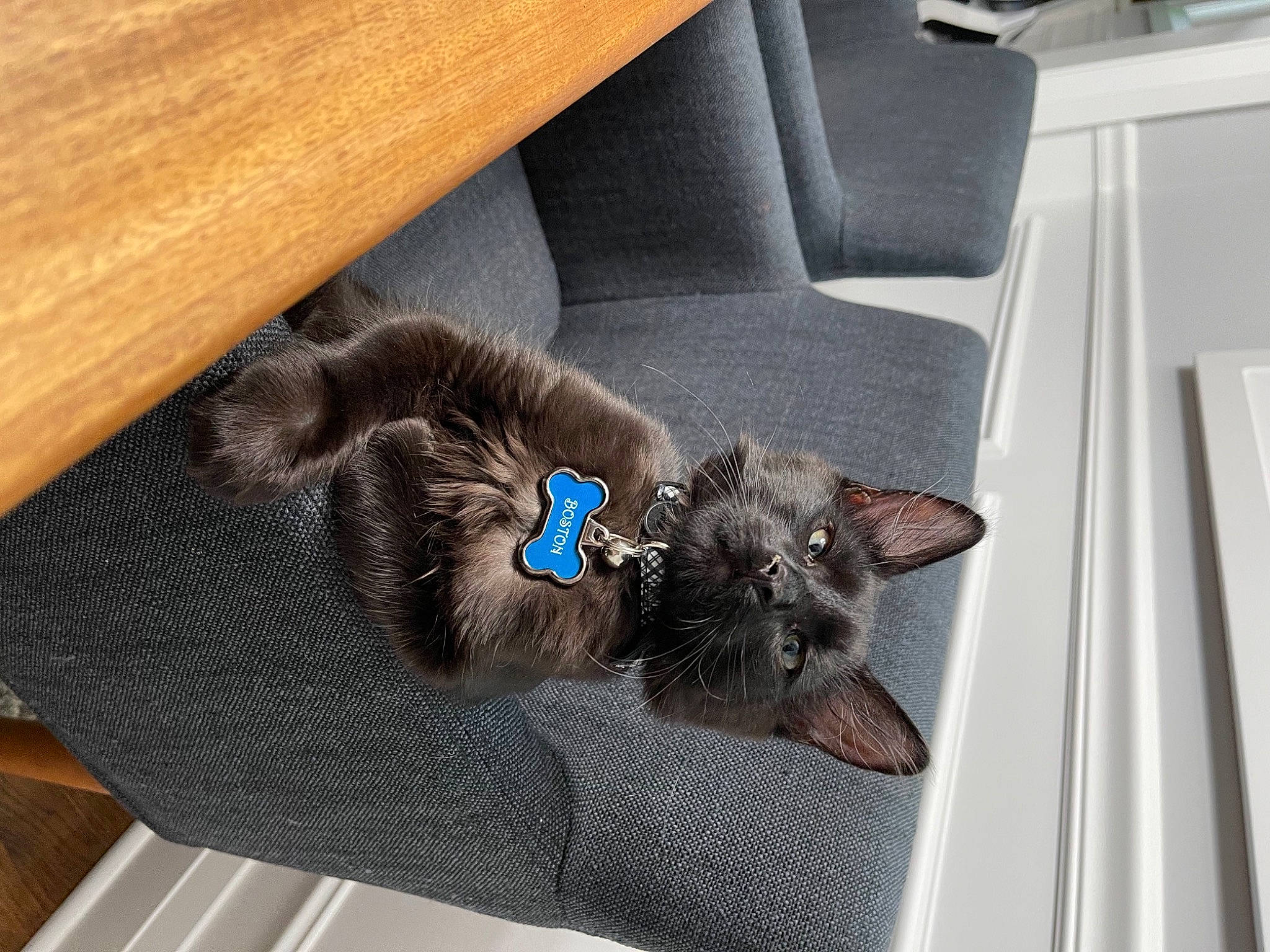 Boston joined the competition — help win amazing prizes! black_cat, carnivore, cat, comfort, domestic_short_haired_cat, felidae, fur, kitten, liver, mammal, small_to_medium_sized_cats, snout, tail, vehicle_door, vertebrate, whiskers, wood_stain
