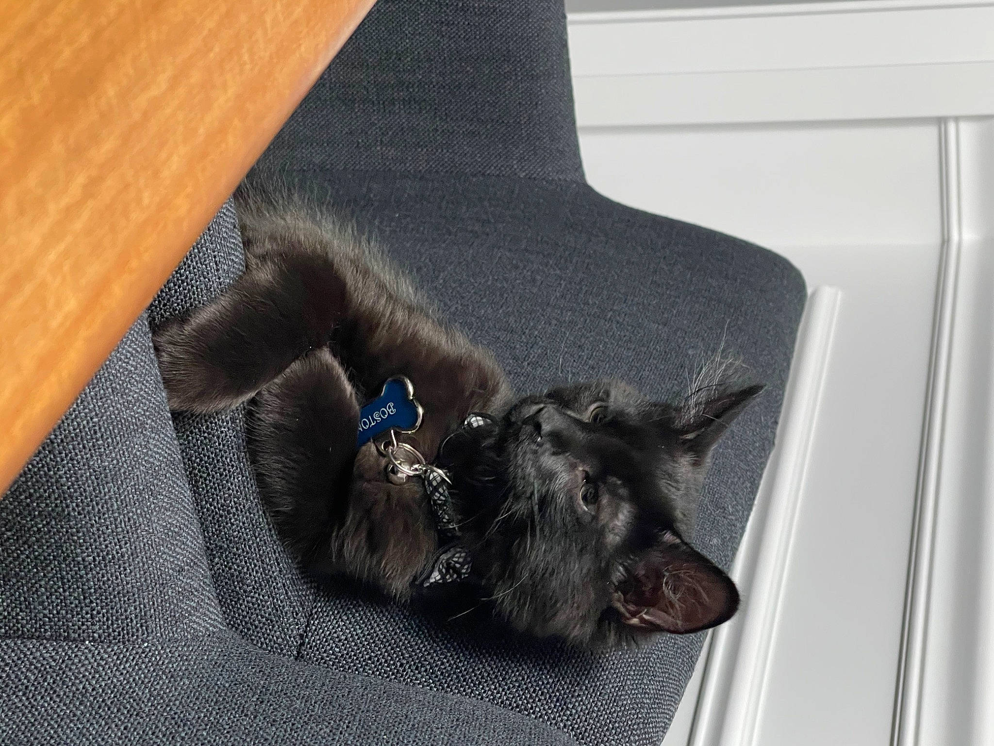 Boston joined the competition — help win amazing prizes! black_cat, bombay, carnivore, cat, claw, dog_breed, felidae, fur, korat, leather, paw, small_to_medium_sized_cats, snout, tan, vertebrate, whiskers