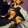 Aya participe au concours pour gagner de l'argent avec cette photo : dog, small_dog, chihuahua, bed, blanket, purple_wall, pet, ears, fur, animal, indoor, cute, looking, curious, resting, collar, canine, domestic_animal, companion, cozy