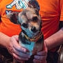 dog, small_dog, pet, animal, cute, ears, collar, person, hands, orange_shirt, indoor, closeup, brown_fur, black_fur, white_fur, seated, looking_at_camera, domestic_animal, friendly, companionship