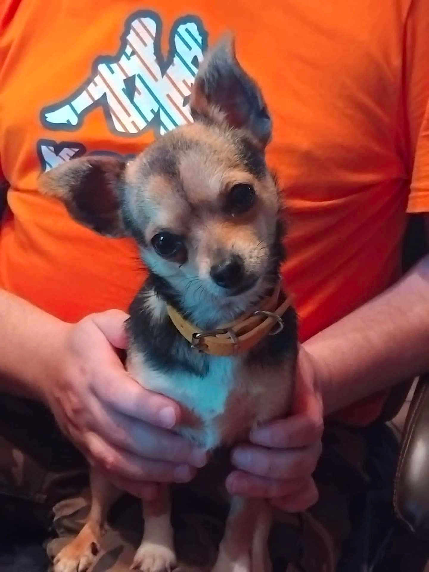 Aya a rejoint le concours — aidez-le/la à gagner de superbes lots ! dog, small_dog, pet, animal, cute, ears, collar, person, hands, orange_shirt, indoor, closeup, brown_fur, black_fur, white_fur, seated, looking_at_camera, domestic_animal, friendly, companionship