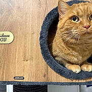 Bob a rejoint le concours — aidez-le/la à gagner de superbes lots ! cat, ginger, pet, wood, cat_house, cozy, paws, curious, feline, indoor, fur, whiskers, eyes, residence, label, circular_opening, home, animal, cute, resting