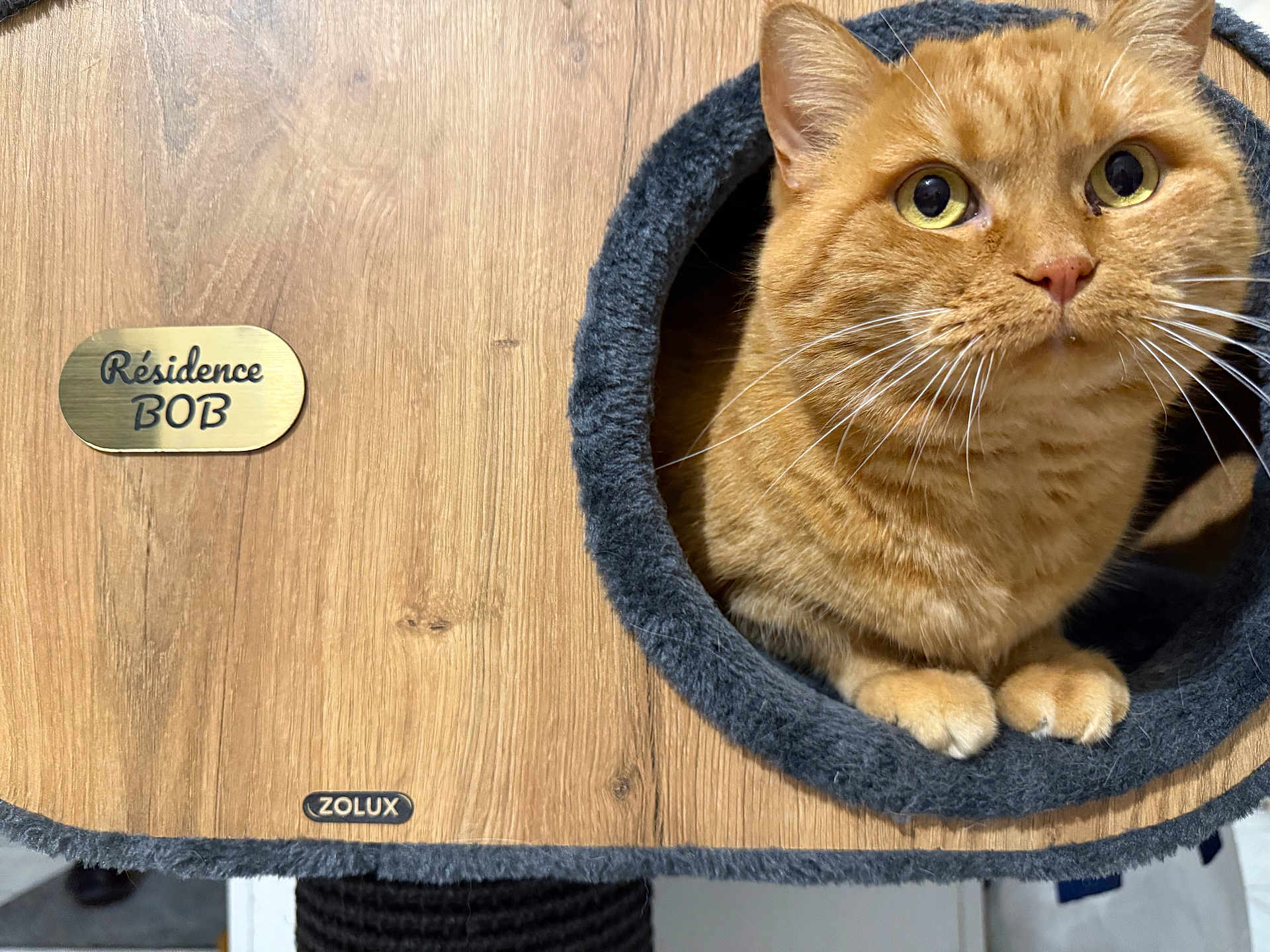 Bob a rejoint le concours — aidez-le/la à gagner de superbes lots ! cat, ginger, pet, wood, cat_house, cozy, paws, curious, feline, indoor, fur, whiskers, eyes, residence, label, circular_opening, home, animal, cute, resting