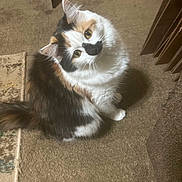 Zoey is registered to the contest to win money with this photo: cat, calico, fluffy, indoor, carpet, curious, pet, feline, animal, fur, tail, whiskers, ears, eyes, looking_up, sitting, cozy, home, domestic, cute