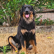 Aïka participe au concours pour gagner de l'argent avec cette photo : dog, sitting, grass, outdoor, plants, flowers, greenery, pet, animal, tongue_out, happy, nature, yard, fence, brown, black, canine, summer, sunlight, portrait