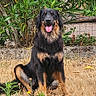 dog, sitting, grass, outdoor, plants, flowers, greenery, pet, animal, tongue_out, happy, nature, yard, fence, brown, black, canine, summer, sunlight, portrait
