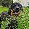 Aïka a rejoint le concours — aidez-le/la à gagner de superbes lots ! dog, grass, greenery, outdoor, garden, bush, backyard, happy, pet, animal, tongue_out, black_dog, tan_markings, nature, summer, playful, canine, fur, snout, leaf