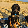 Aïka participe au concours pour gagner de l'argent avec cette photo : puppy, dog, beach, sand, sunlight, outdoor, blue_sky, towel, animal, pet, cute, young_dog, sandy, playful, nature, sunny, fur, sitting, collar, tag